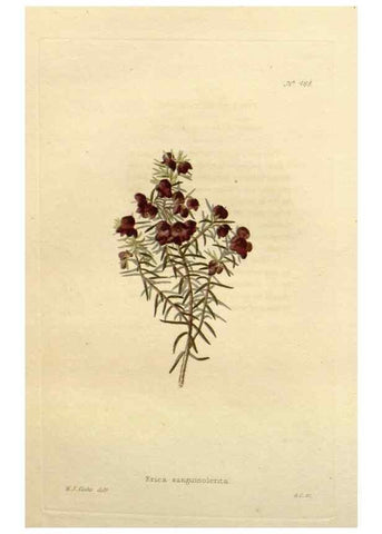 Reproducción/Reproduction 48637588032: The botanical cabinet. London :John & Arthur Arch ...,1817-1833.. 