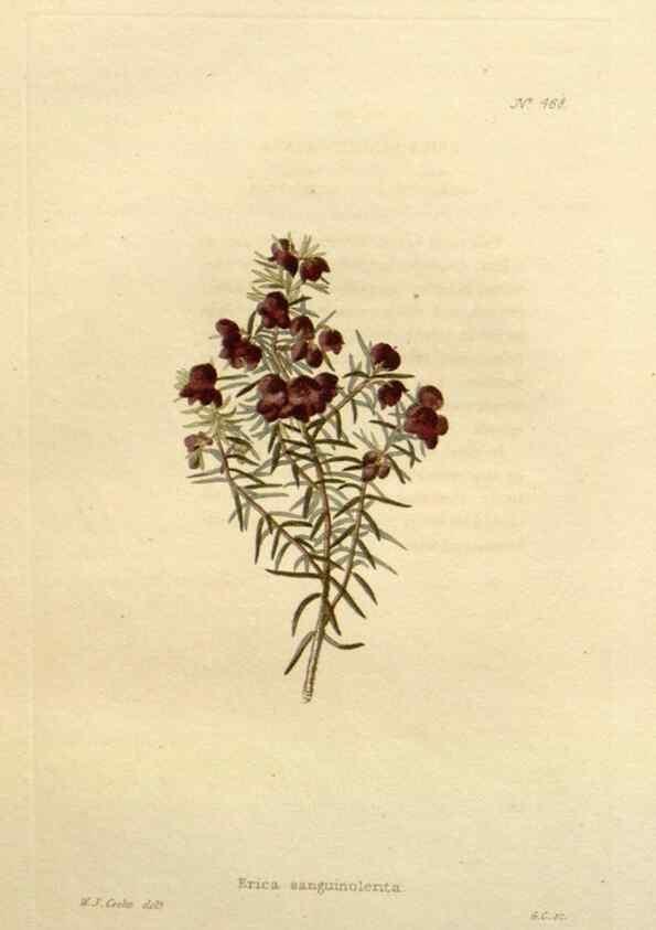 Reproducción/Reproduction 48637588032: The botanical cabinet. London :John & Arthur Arch ...,1817-1833.. 