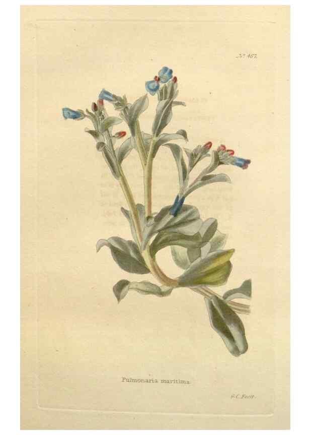 Reproducción/Reproduction 48637093903: The botanical cabinet. London :John & Arthur Arch ...,1817-1833.. 