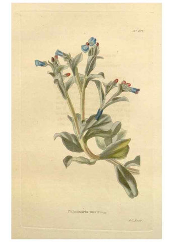 Reproducción/Reproduction 48637093903: The botanical cabinet. London :John & Arthur Arch ...,1817-1833.. 