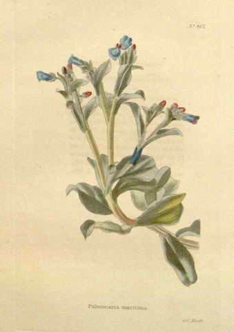 Reproducción/Reproduction 48637093903: The botanical cabinet. London :John & Arthur Arch ...,1817-1833.. 