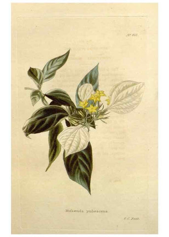 Reproducción/Reproduction 48637579987: The botanical cabinet. London :John & Arthur Arch ...,1817-1833.. 