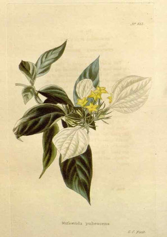 Reproducción/Reproduction 48637579987: The botanical cabinet. London :John & Arthur Arch ...,1817-1833.. 