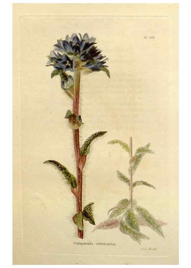 Reproducción/Reproduction 48637086958: The botanical cabinet. London :John & Arthur Arch ...,1817-1833.. 