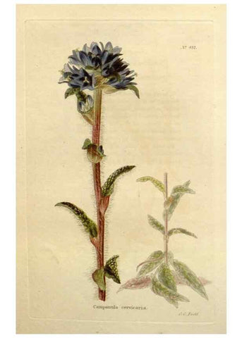 Reproducción/Reproduction 48637086958: The botanical cabinet. London :John & Arthur Arch ...,1817-1833.. 