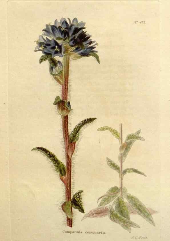 Reproducción/Reproduction 48637086958: The botanical cabinet. London :John & Arthur Arch ...,1817-1833.. 