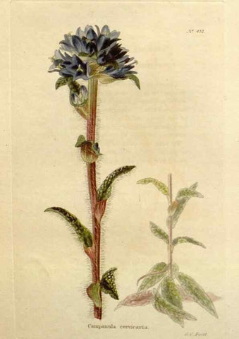 Reproducción/Reproduction 48637086958: The botanical cabinet. London :John & Arthur Arch ...,1817-1833.. 