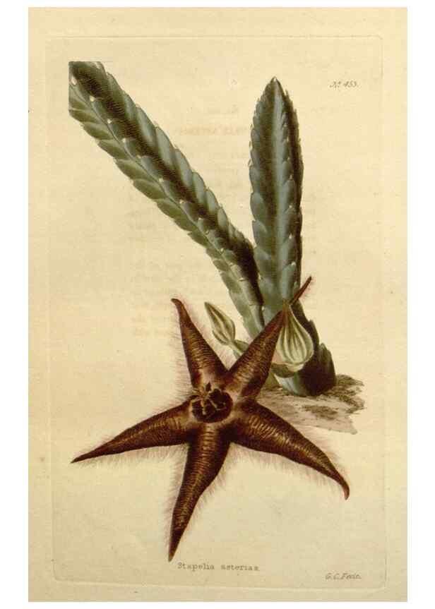 Reproducción/Reproduction 48637439411: The botanical cabinet. London :John & Arthur Arch ...,1817-1833.. 