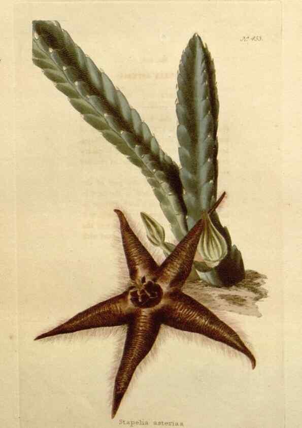 Reproducción/Reproduction 48637439411: The botanical cabinet. London :John & Arthur Arch ...,1817-1833.. 