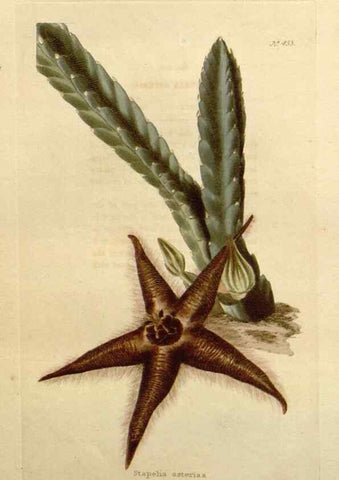 Reproducción/Reproduction 48637439411: The botanical cabinet. London :John & Arthur Arch ...,1817-1833.. 
