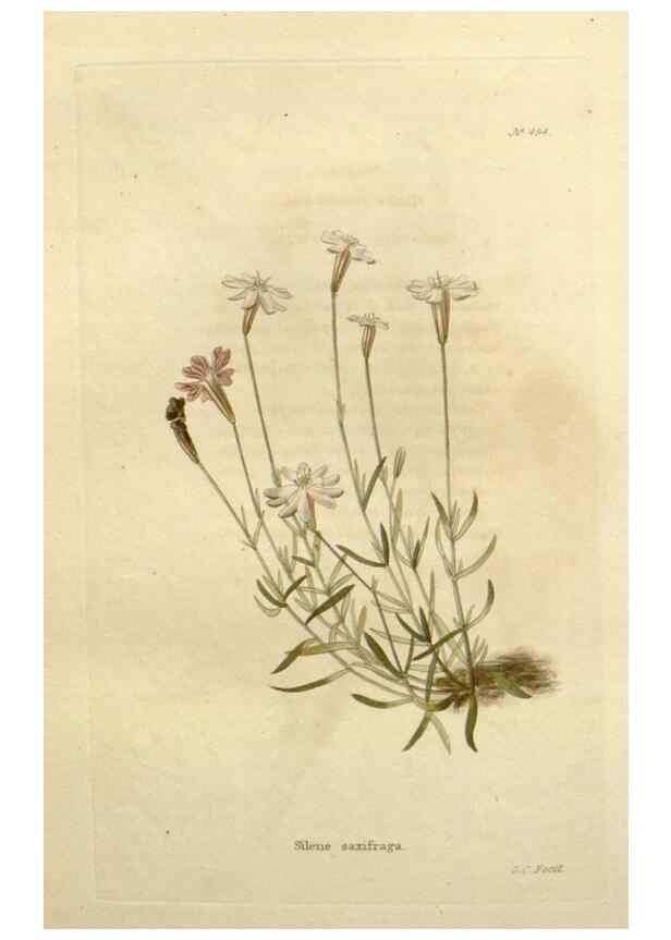 Reproducción/Reproduction 48637439916: The botanical cabinet. London :John & Arthur Arch ...,1817-1833.. 