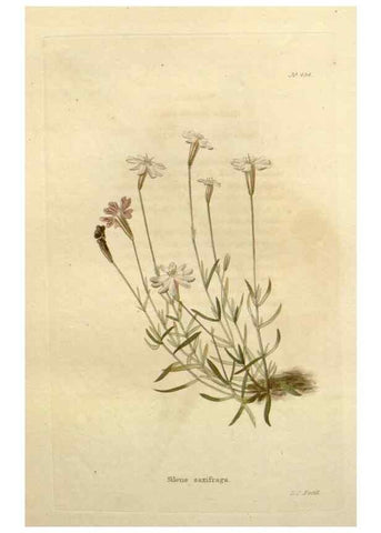 Reproducción/Reproduction 48637439916: The botanical cabinet. London :John & Arthur Arch ...,1817-1833.. 