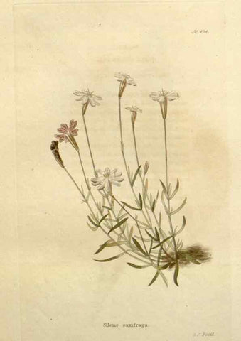 Reproducción/Reproduction 48637439916: The botanical cabinet. London :John & Arthur Arch ...,1817-1833.. 
