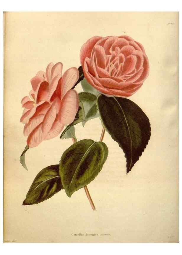 Reproducción/Reproduction 48637440321: The botanical cabinet. London :John & Arthur Arch ...,1817-1833.. 
