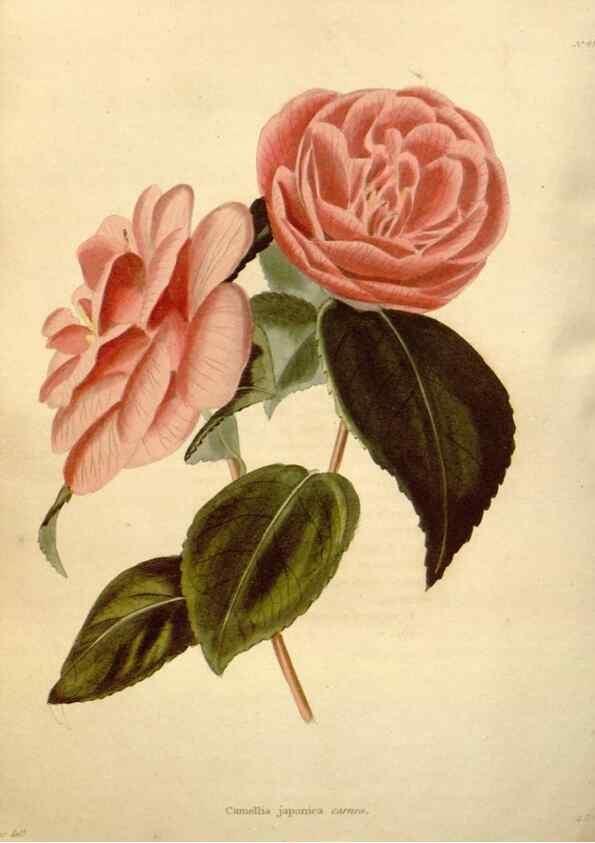 Reproducción/Reproduction 48637440321: The botanical cabinet. London :John & Arthur Arch ...,1817-1833.. 