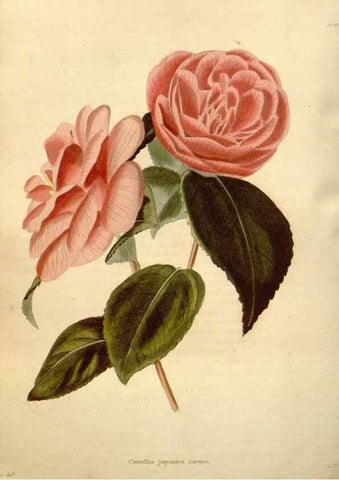 Reproducción/Reproduction 48637440321: The botanical cabinet. London :John & Arthur Arch ...,1817-1833.. 