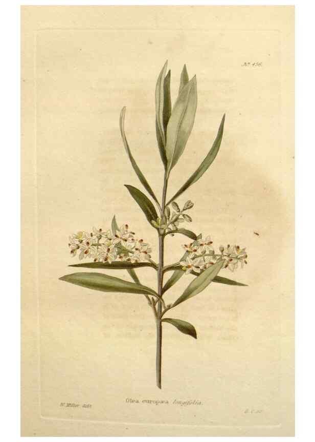 Reproducción/Reproduction 48637582607: The botanical cabinet. London :John & Arthur Arch ...,1817-1833.. 