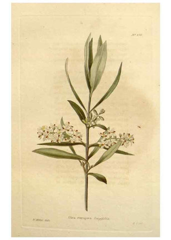 Reproducción/Reproduction 48637582607: The botanical cabinet. London :John & Arthur Arch ...,1817-1833.. 
