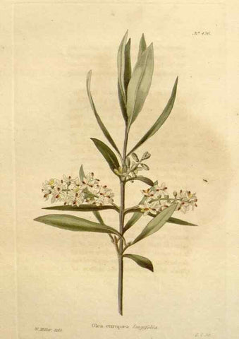 Reproducción/Reproduction 48637582607: The botanical cabinet. London :John & Arthur Arch ...,1817-1833.. 