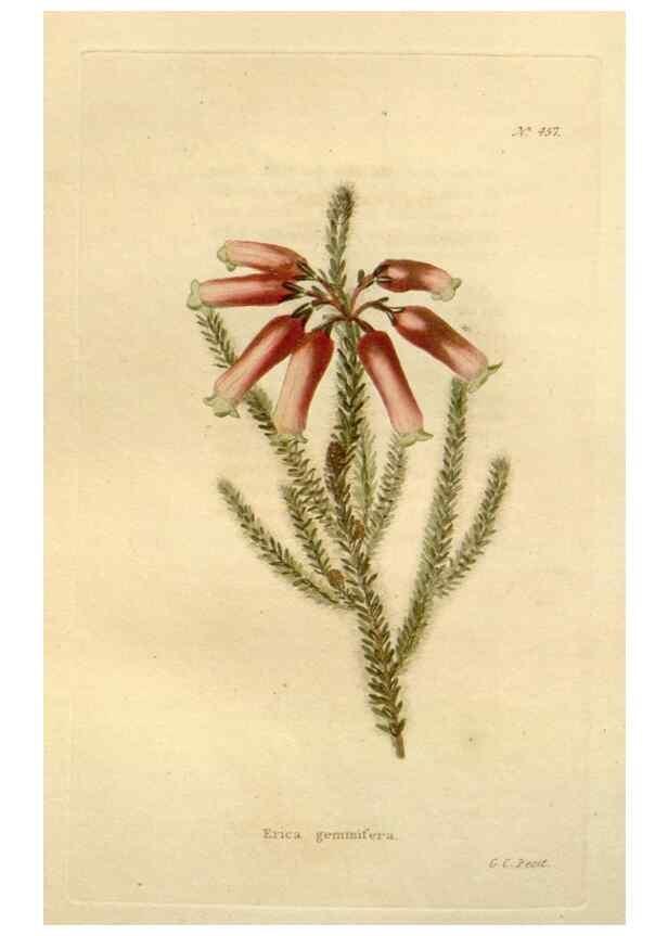 Reproducción/Reproduction 48637089628: The botanical cabinet. London :John & Arthur Arch ...,1817-1833.. 