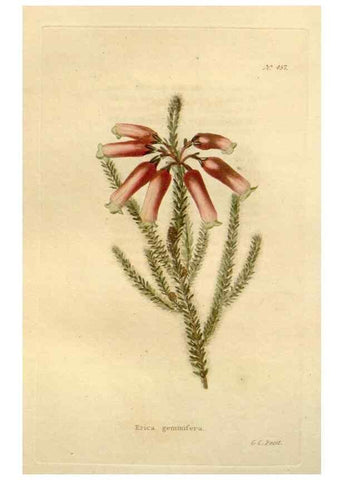 Reproducción/Reproduction 48637089628: The botanical cabinet. London :John & Arthur Arch ...,1817-1833.. 