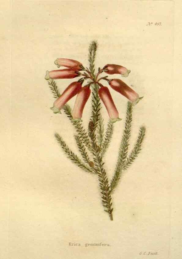 Reproducción/Reproduction 48637089628: The botanical cabinet. London :John & Arthur Arch ...,1817-1833.. 