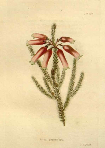 Reproducción/Reproduction 48637089628: The botanical cabinet. London :John & Arthur Arch ...,1817-1833.. 