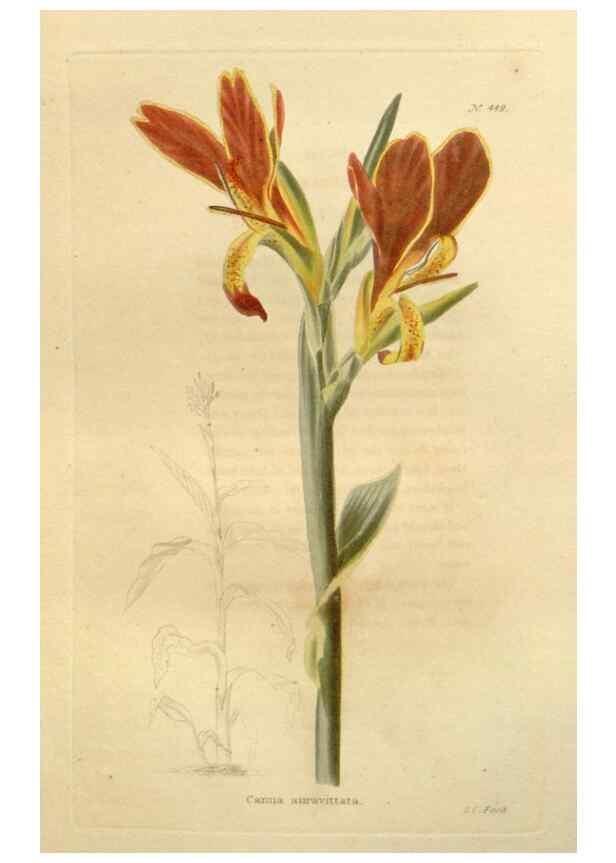 Reproducción/Reproduction 48637578692: The botanical cabinet. London :John & Arthur Arch ...,1817-1833.. 