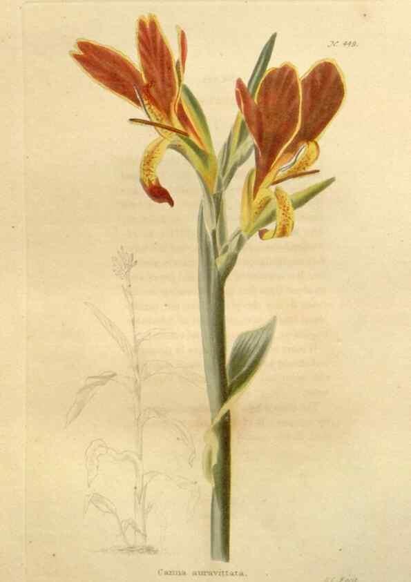 Reproducción/Reproduction 48637578692: The botanical cabinet. London :John & Arthur Arch ...,1817-1833.. 