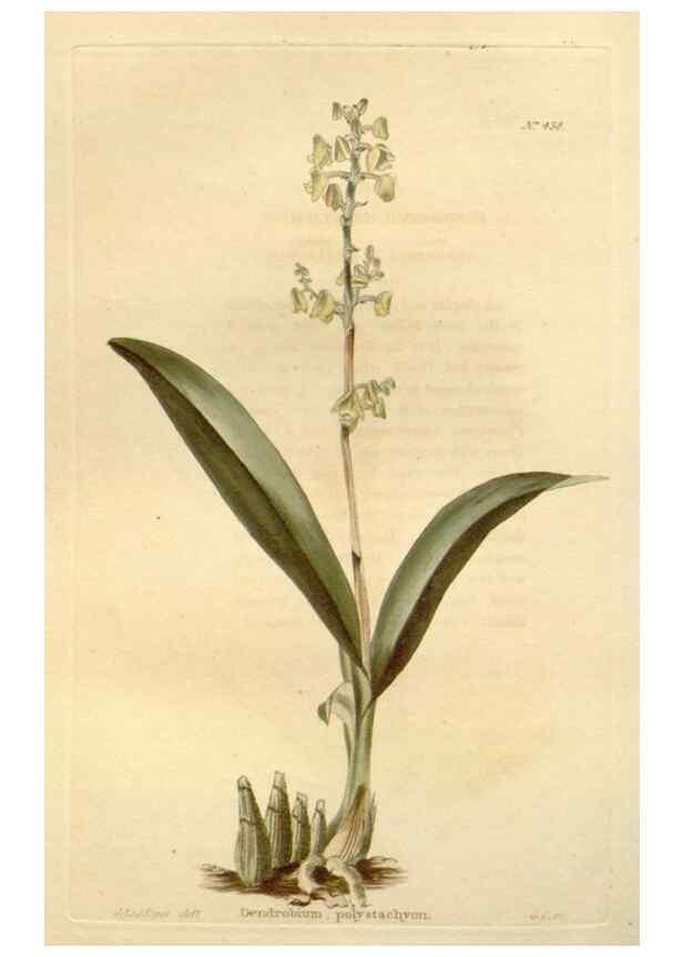 Reproducción/Reproduction 48637442146: The botanical cabinet. London :John & Arthur Arch ...,1817-1833.. 