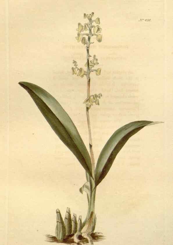 Reproducción/Reproduction 48637442146: The botanical cabinet. London :John & Arthur Arch ...,1817-1833.. 