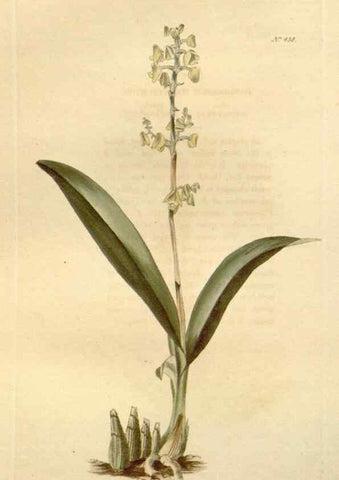 Reproducción/Reproduction 48637442146: The botanical cabinet. London :John & Arthur Arch ...,1817-1833.. 