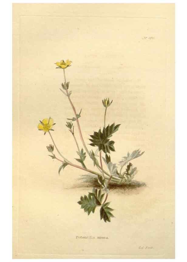 Reproducción/Reproduction 48637443396: The botanical cabinet. London :John & Arthur Arch ...,1817-1833.. 