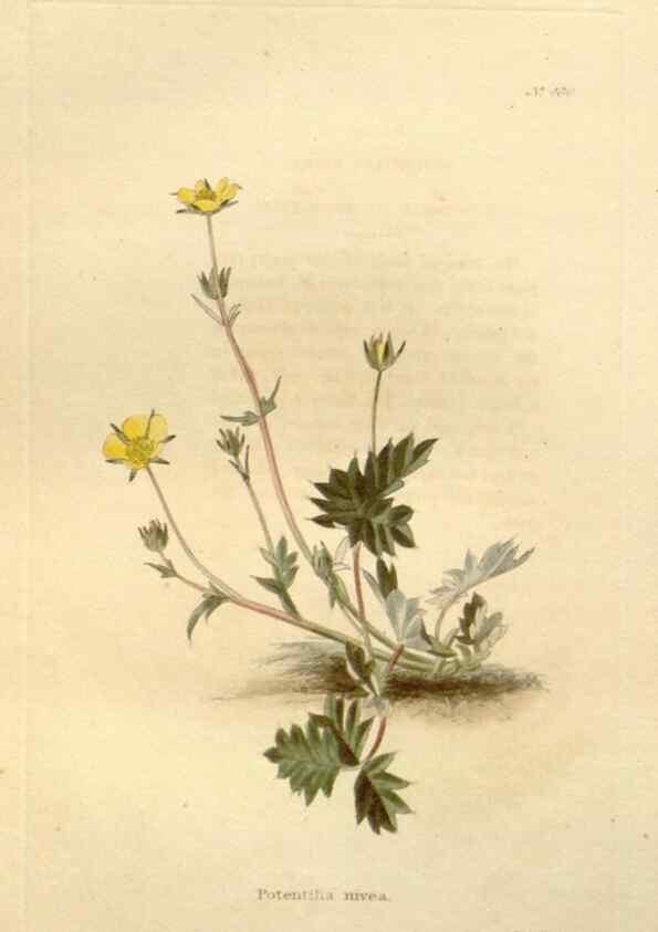 Reproducción/Reproduction 48637443396: The botanical cabinet. London :John & Arthur Arch ...,1817-1833.. 