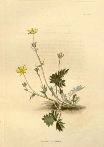 Reproducción/Reproduction 48637443396: The botanical cabinet. London :John & Arthur Arch ...,1817-1833.. 
