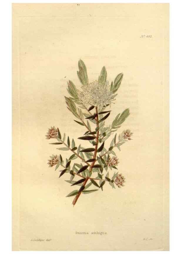 Reproducción/Reproduction 48637443816: The botanical cabinet. London :John & Arthur Arch ...,1817-1833.. 