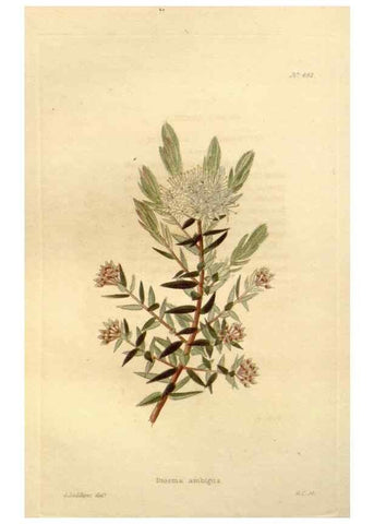 Reproducción/Reproduction 48637443816: The botanical cabinet. London :John & Arthur Arch ...,1817-1833.. 