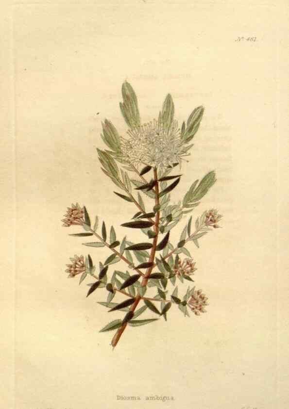 Reproducción/Reproduction 48637443816: The botanical cabinet. London :John & Arthur Arch ...,1817-1833.. 