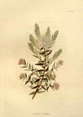 Reproducción/Reproduction 48637443816: The botanical cabinet. London :John & Arthur Arch ...,1817-1833.. 