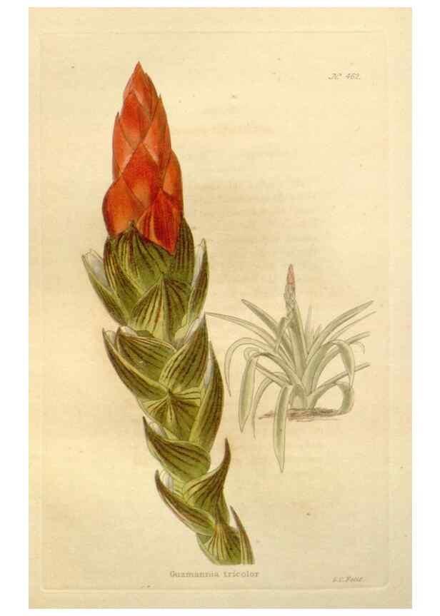 Reproducción/Reproduction 48637585887: The botanical cabinet. London :John & Arthur Arch ...,1817-1833.. 