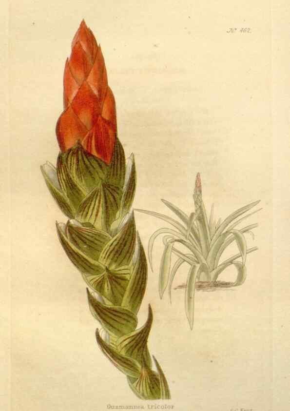 Reproducción/Reproduction 48637585887: The botanical cabinet. London :John & Arthur Arch ...,1817-1833.. 