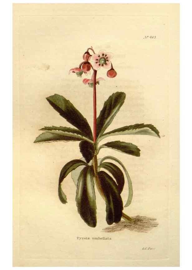 Reproducción/Reproduction 48637444446: The botanical cabinet. London :John & Arthur Arch ...,1817-1833.. 