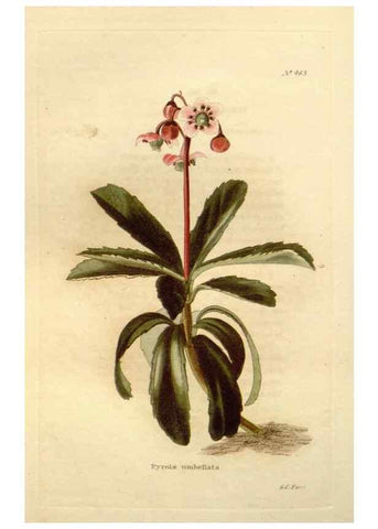 Reproducción/Reproduction 48637444446: The botanical cabinet. London :John & Arthur Arch ...,1817-1833.. 