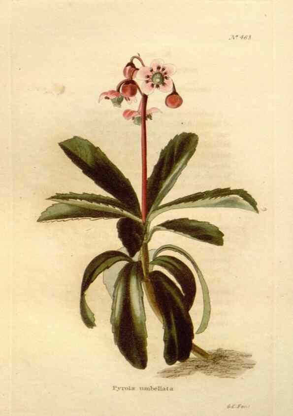 Reproducción/Reproduction 48637444446: The botanical cabinet. London :John & Arthur Arch ...,1817-1833.. 