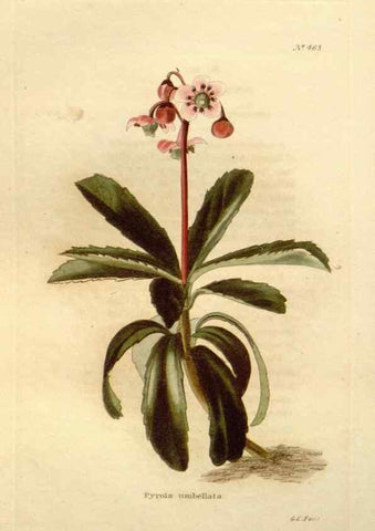 Reproducción/Reproduction 48637444446: The botanical cabinet. London :John & Arthur Arch ...,1817-1833.. 