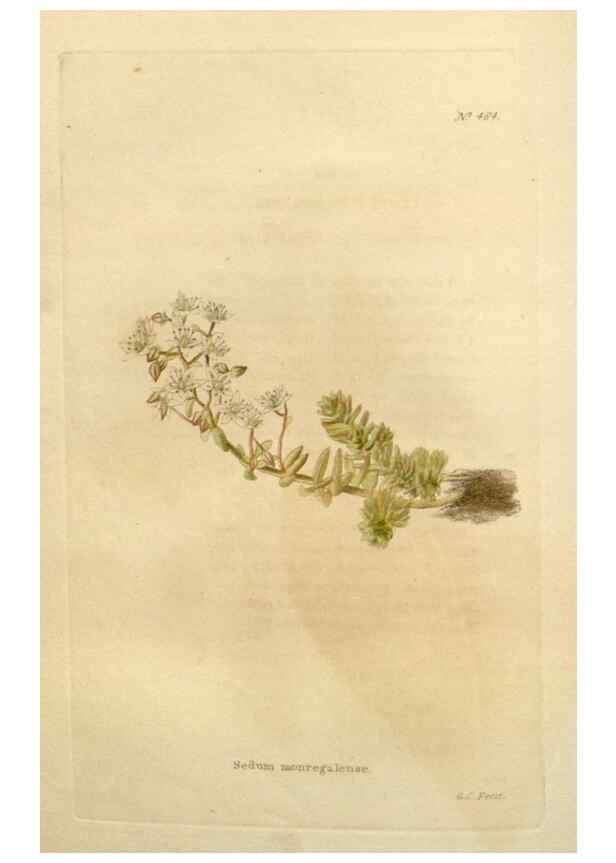 Reproducción/Reproduction 48637092943: The botanical cabinet. London :John & Arthur Arch ...,1817-1833.. 