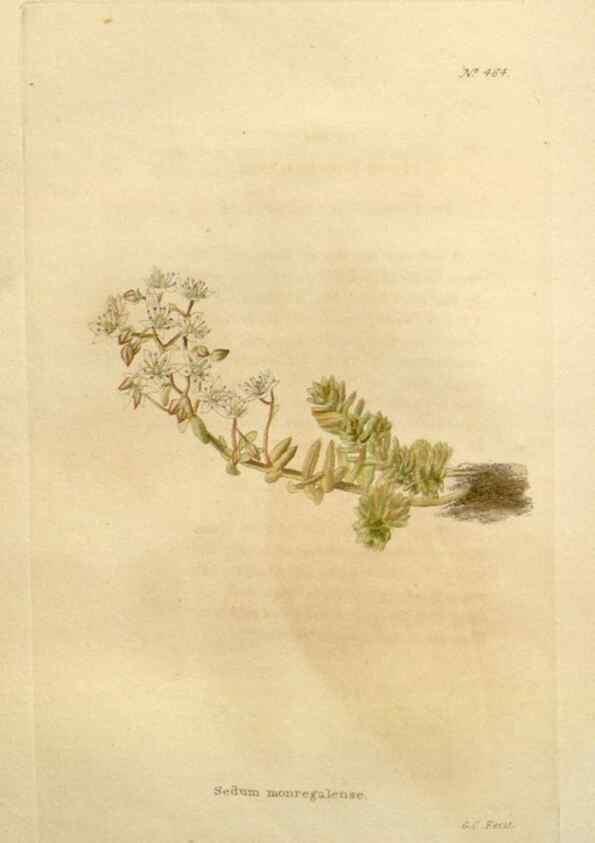 Reproducción/Reproduction 48637092943: The botanical cabinet. London :John & Arthur Arch ...,1817-1833.. 