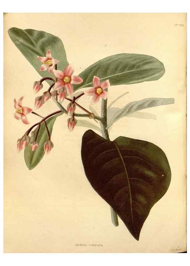 Reproducción/Reproduction 48637093218: The botanical cabinet. London :John & Arthur Arch ...,1817-1833.. 