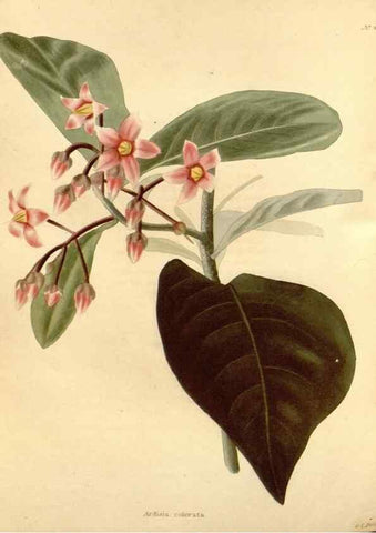 Reproducción/Reproduction 48637093218: The botanical cabinet. London :John & Arthur Arch ...,1817-1833.. 