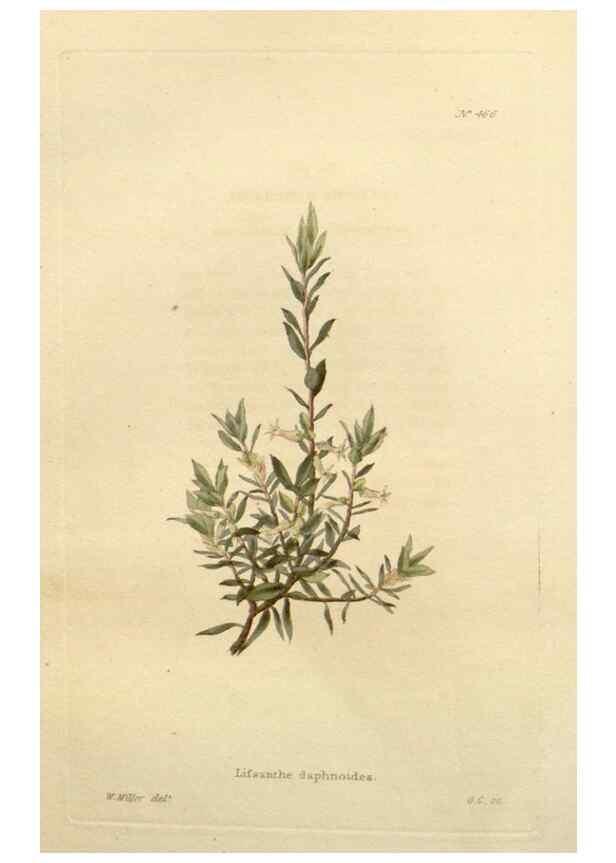 Reproducción/Reproduction 48637445396: The botanical cabinet. London :John & Arthur Arch ...,1817-1833.. 